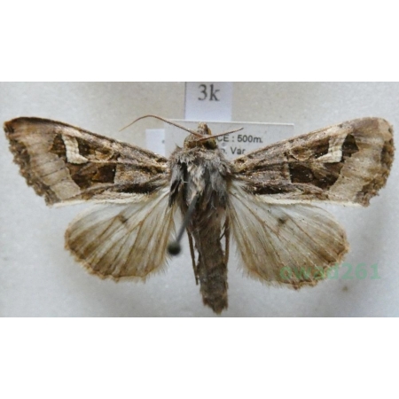 Trigonophora flammea (Esper, 1785) France3k